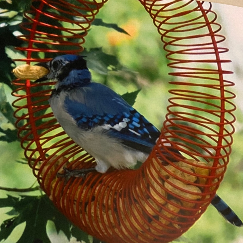 Blue Jay print